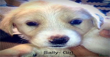 Mixed Breed dogs - Advert 11