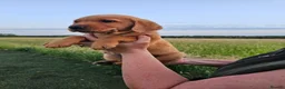 Labrador Retriever dogs for sale: Outstanding Labrador GUNDOG labrador puppies  - Advert 3