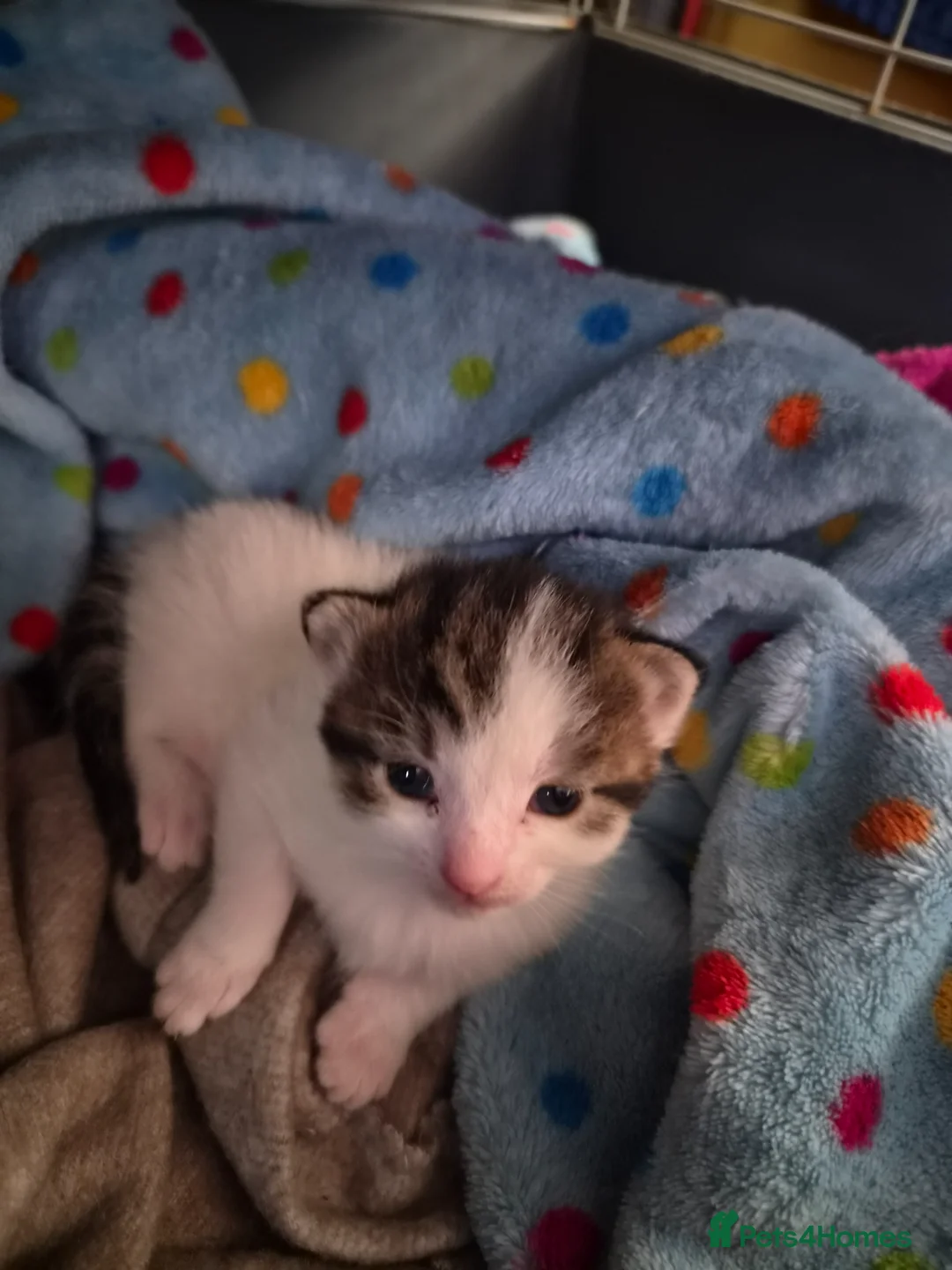 Mixed Breed cats for sale: Three gorgeous kittens available May in Prenton - Advert 8