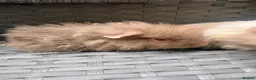 Guinea Pig rodents for sale:  2 baby boars - Advert 2