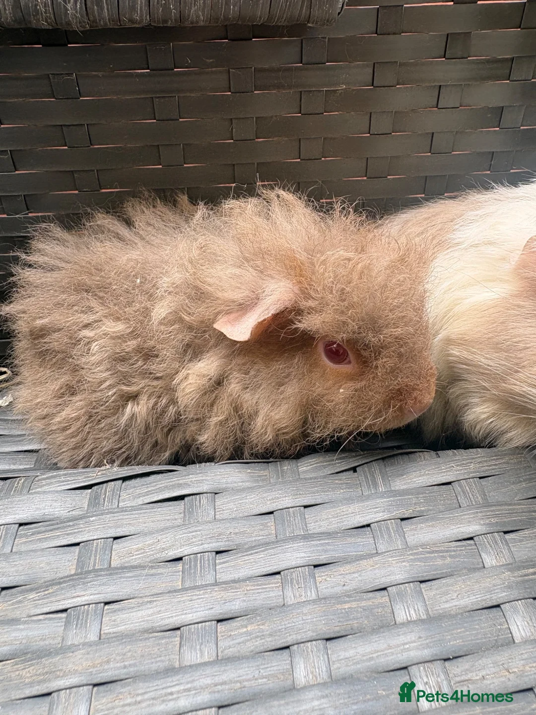 Guinea Pig rodents for sale:  2 baby boars - Advert 2