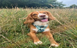 Cocker Spaniel dogs for stud: Cocker spaniel for stud - Image 1