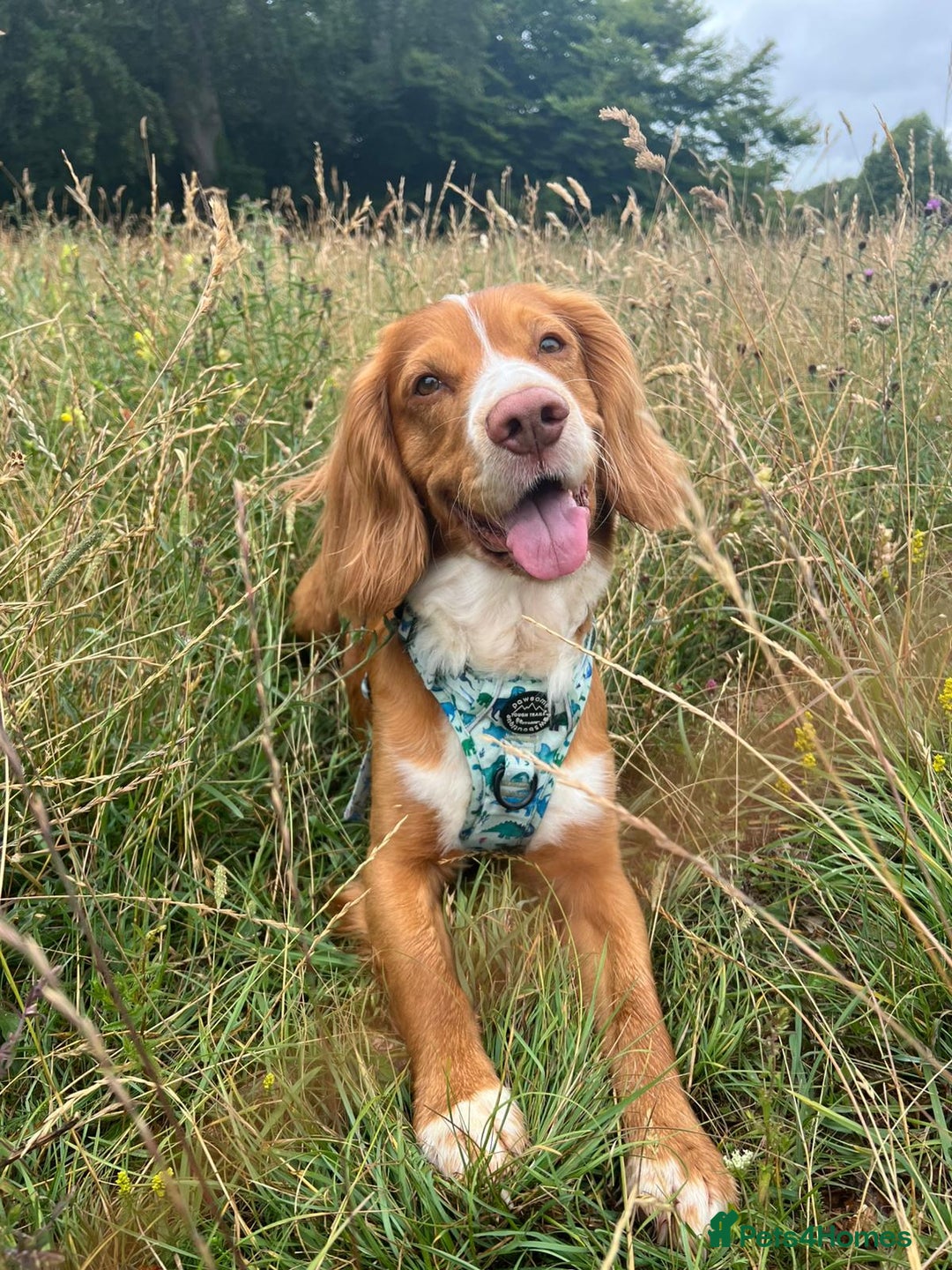 Cocker Spaniel dogs for stud: Cocker spaniel for stud - Image 1
