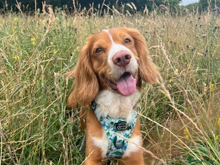 Cocker Spaniel dogs - Advert 8