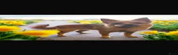 Mixed Breed dogs for sale: Chappie  - Advert 6
