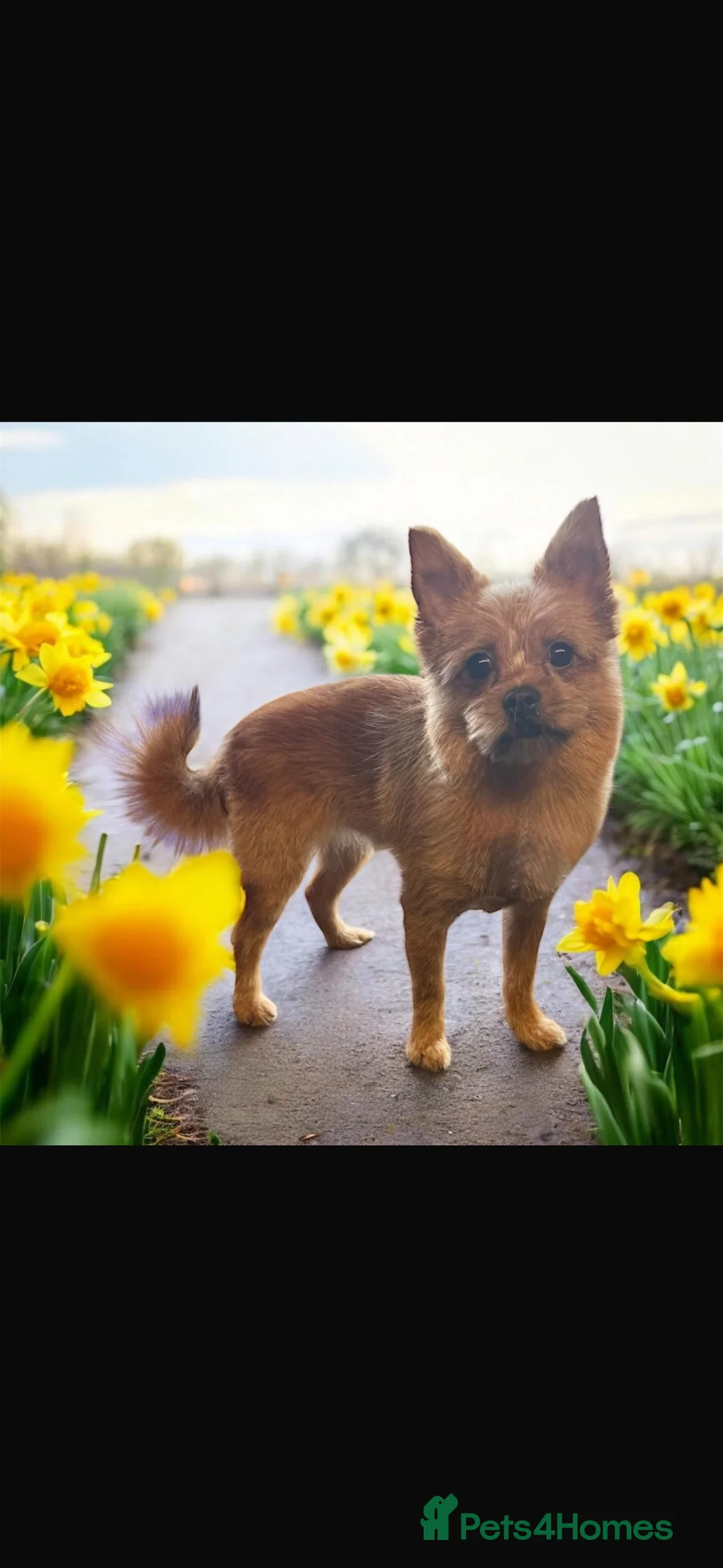 Mixed Breed dogs for sale: Chappie  - Advert 6