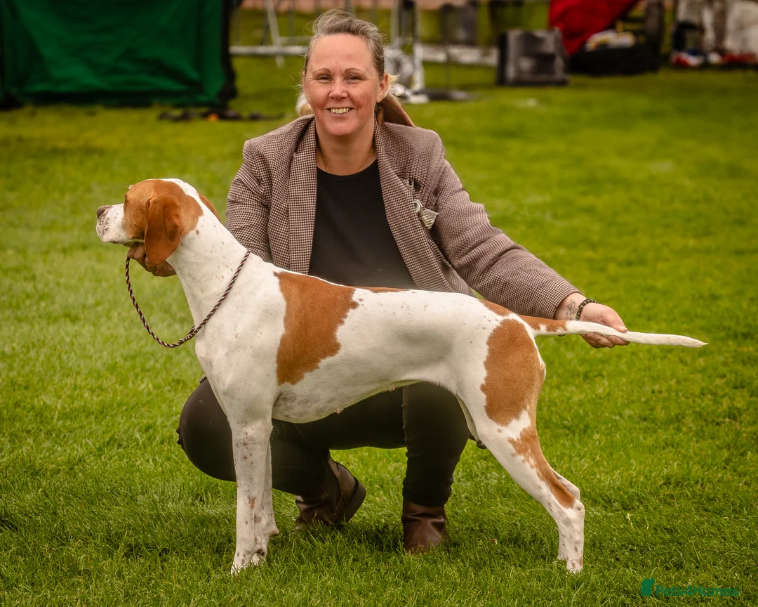 Pointer dogs for sale: Quality Pointer puppies - Advert 7