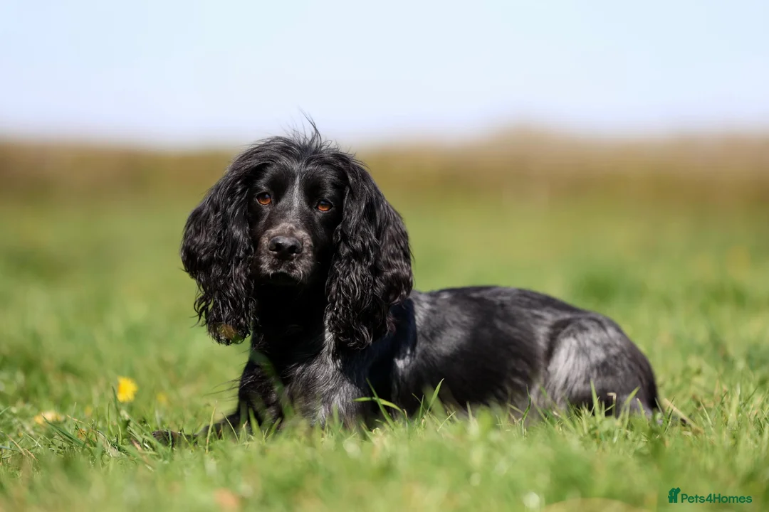Cocker Spaniel dogs for sale: KC registers cocker Puppys  - Advert 2