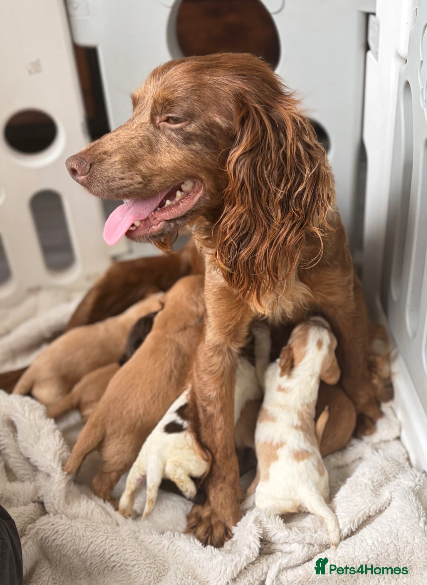 Cocker Spaniel dogs 🌟 COCKER SPANIEL PUPPIES 🌟  - Advert 13
