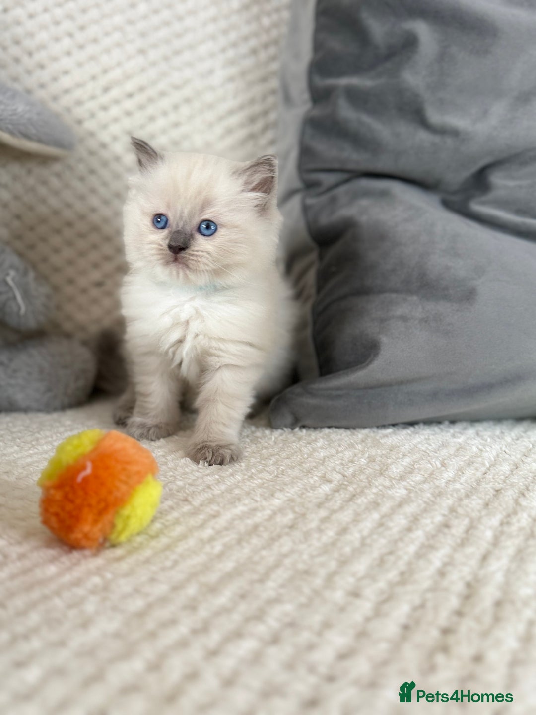 Ragdoll cats for sale: Stunning Bluepoint Ragdoll Kittens for sale - Image 25