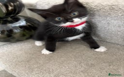 Mixed Breed cats for sale: Black and White kittens left! Ready Now!!  - Image 17