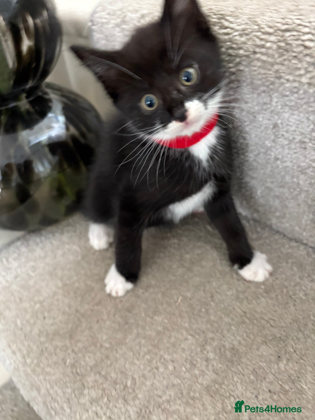 Mixed Breed cats for sale: Black and White kittens left! Ready Now!!  - Image 17