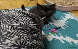Maine Coon cats for sale: Mainecoon  - Image 4