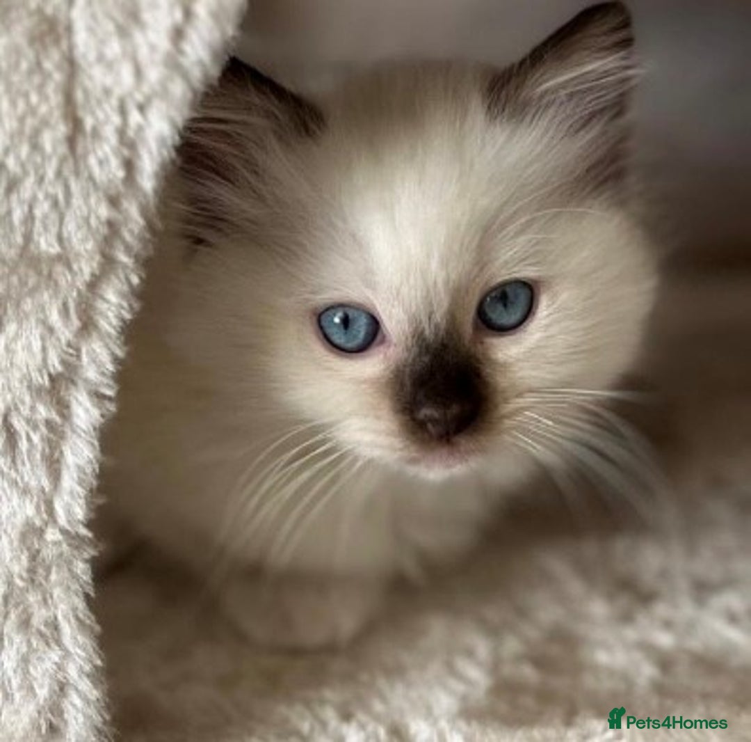 Ragdoll cats for sale: TICA REGISTERED PUREBRED RAGDOLL KITTENS AVAILABLE - Advert 29