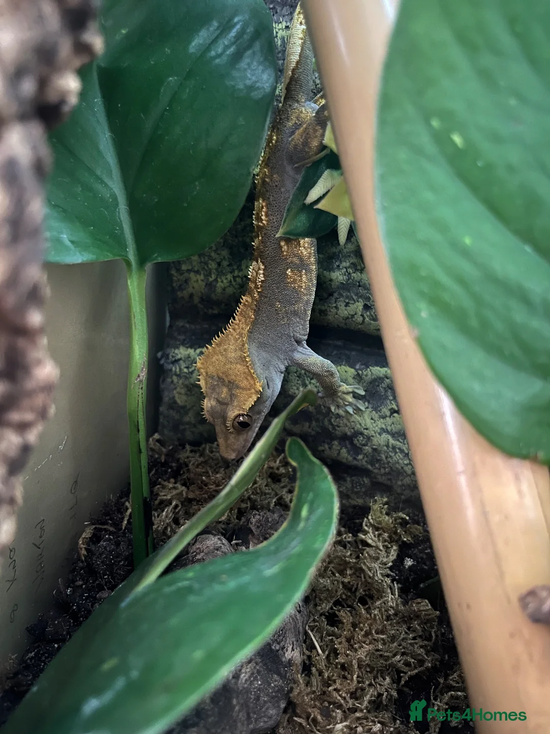 Gecko reptiles for sale: Male crested gecko  - Advert 3