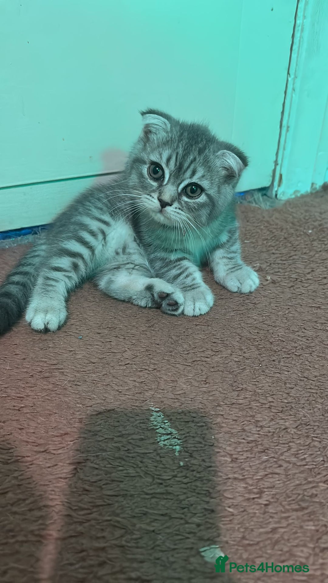 Scottish Fold cats for sale:  Last male Scottish fold kitten - Image 17