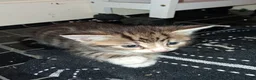 Mixed Breed cats for sale: Kittens for sale  - Advert 7