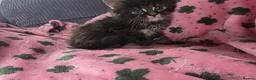 Maine Coon cats for sale: Maine coon kittens - Advert 11