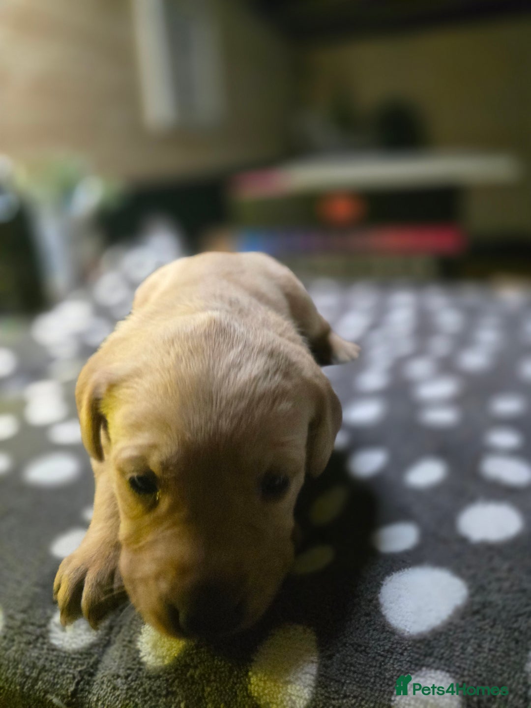 Labrador Retriever dogs for sale: Beautiful Labradors. Ready in time for Christmas - Image 14