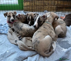 Whippet dogs Whiptaridge Whippet boys - Advert 3