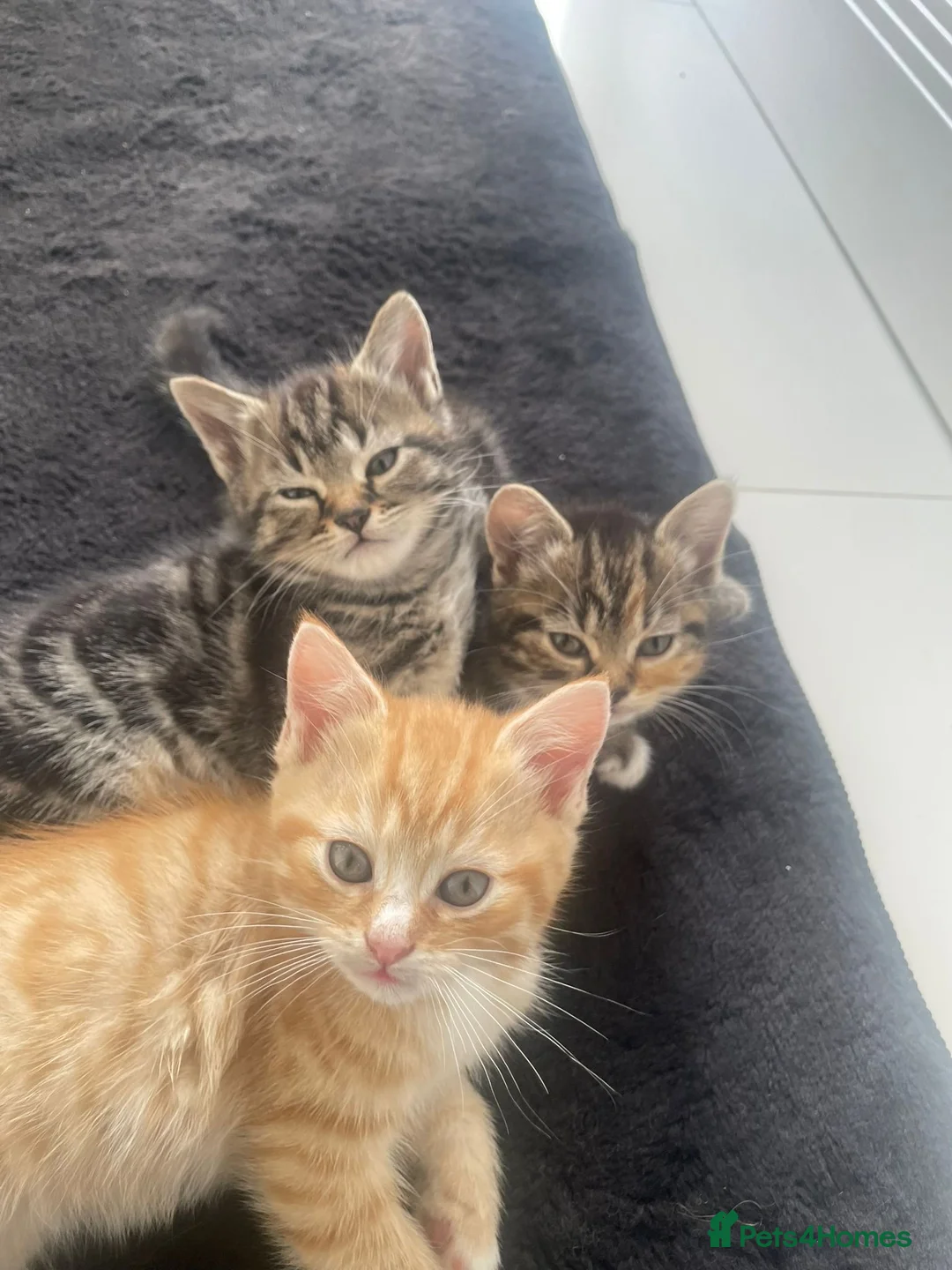Mixed Breed cats for sale: 9-Week-Old Female Kitten with Accessories - Advert 6