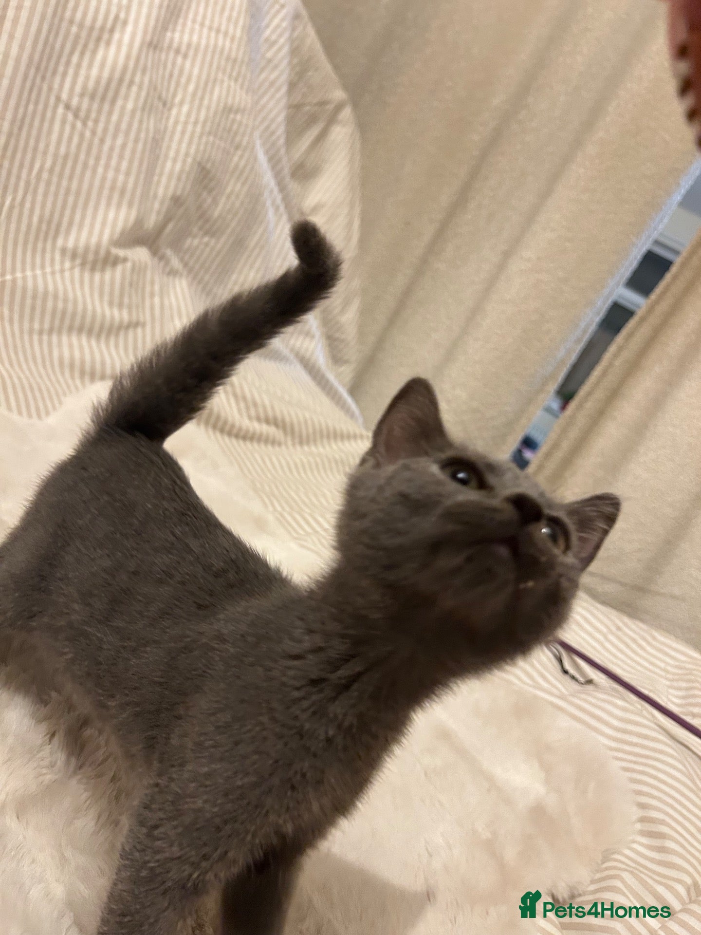 Mixed Breed cats Beautiful British short hair x Russian blue  - Advert 2
