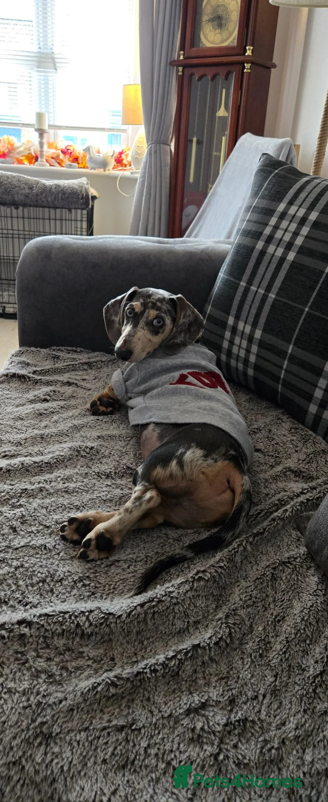 Dachshund dogs for stud: Sausage for stud! - Advert 23
