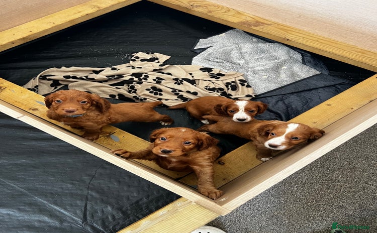 Cocker Spaniel dogs - Advert 3