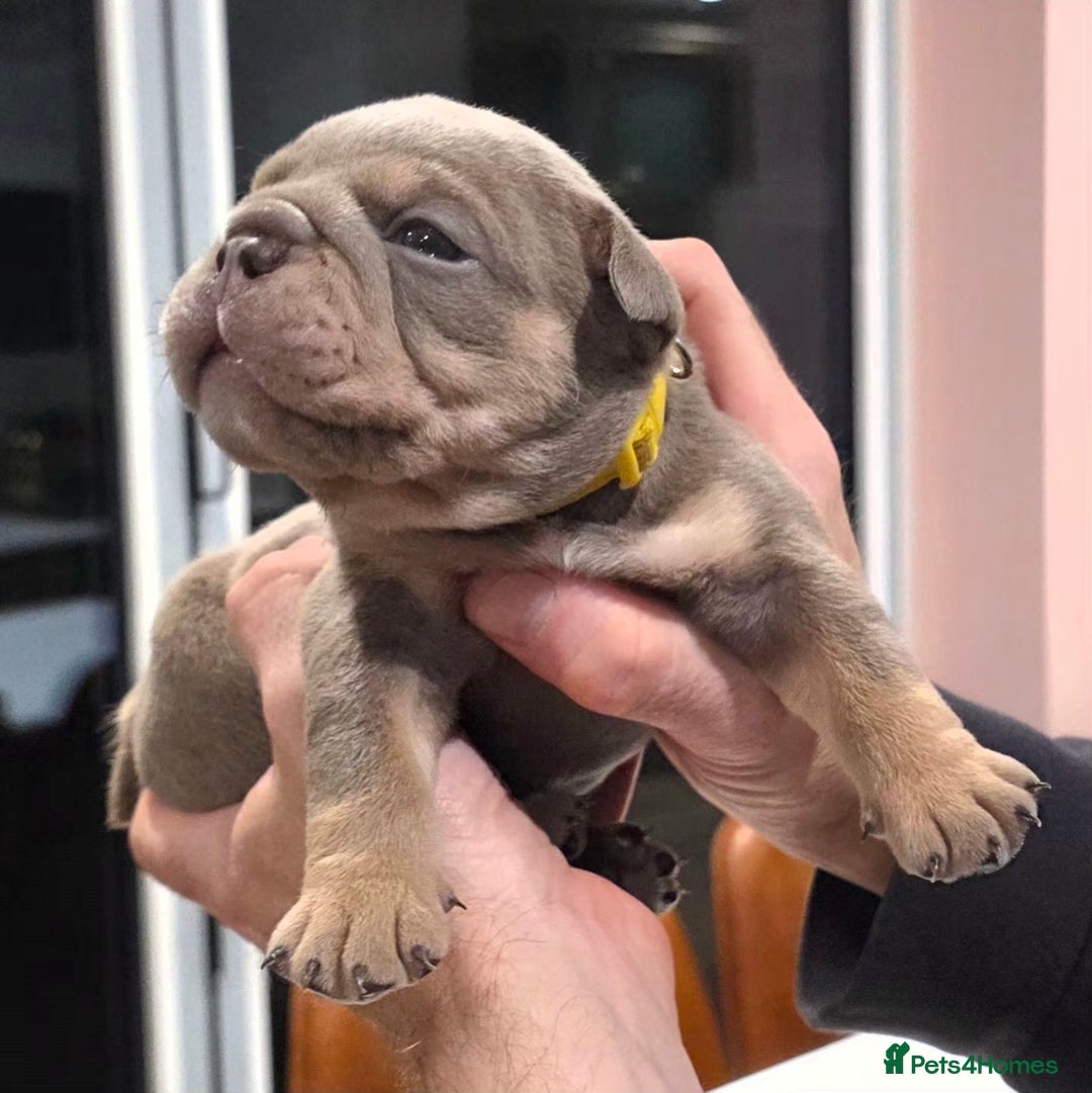 English Bulldog dogs for sale: Lilac/tan/ white English Bulldogs. 5 males. - Advert 7