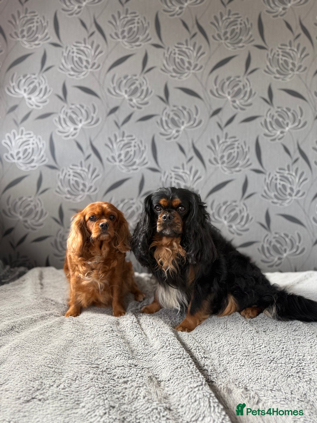 Cavalier King Charles Spaniel dogs for sale: Cavalier King Charles Spaniel - Advert 13