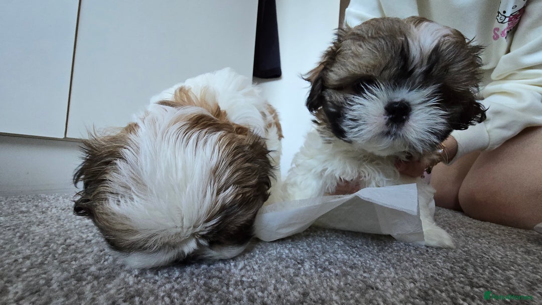 Shih Tzu dogs for sale: Two Shih Tzu female - Advert 26