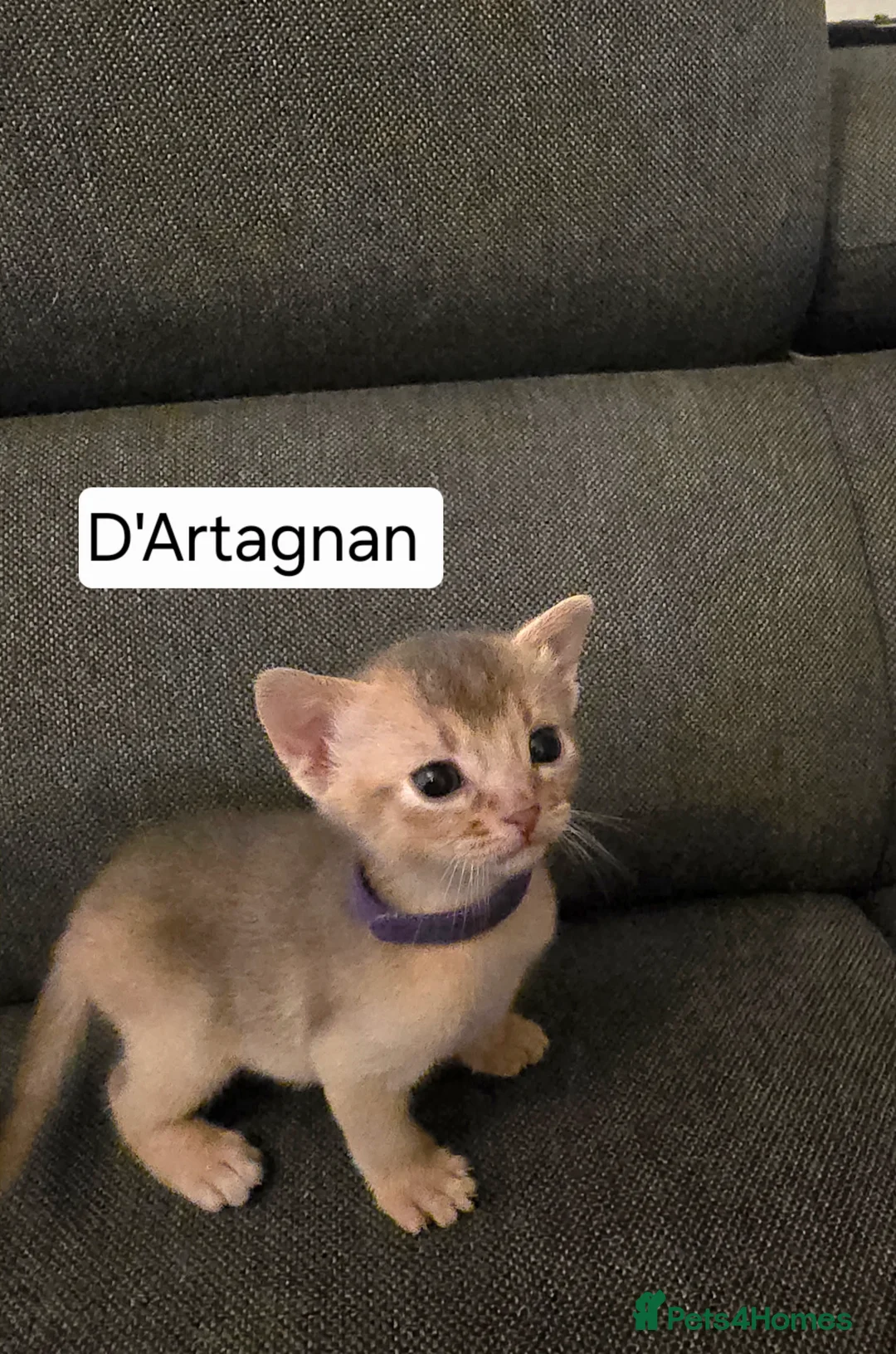 Abyssinian cats for sale: Champions 🏆  line Abyssinian Kitten!😸 - Advert 7