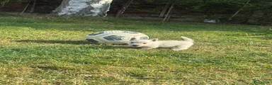 West Highland Terrier 2