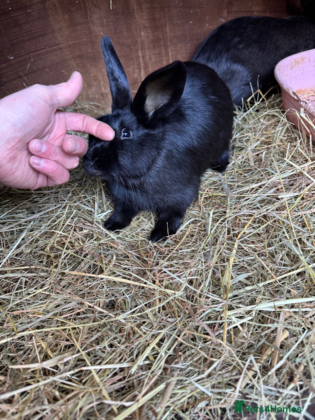 Mixed Breed rabbits for sale: Baby rabbits  - Advert 7