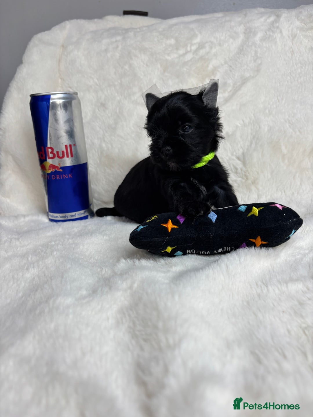 Yorkshire Terrier dogs for sale: Yorkshire terrier Tea cup puppies 480g at 8 weeks - Image 10