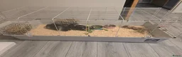 Guinea Pig rodents for sale: 2 long haired female guinea pigs in Glasgow - Advert 4
