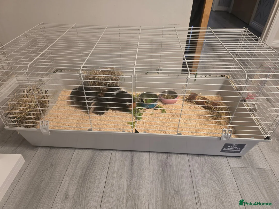 Guinea Pig rodents for sale: 2 long haired female guinea pigs in Glasgow - Advert 4