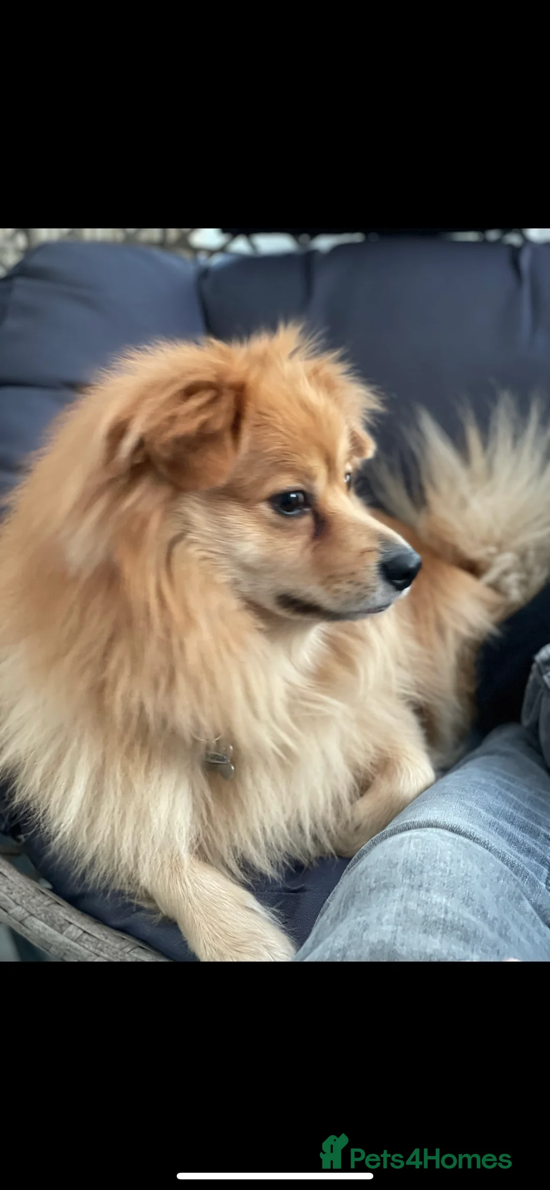 Pomeranian dogs for stud: Proven Stud male fox face pom  - Advert 4