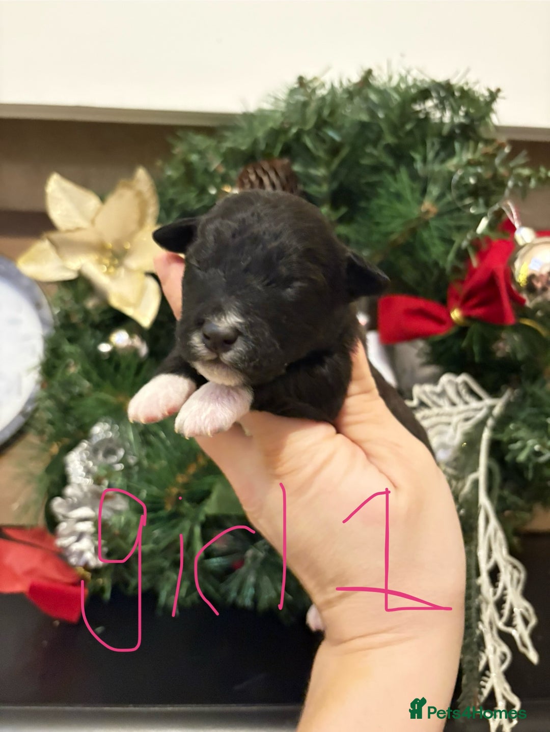 Patterjack dogs for sale: Patterjack  - Advert 1