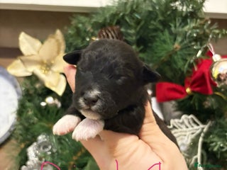 Patterjack dogs Patterjack - Advert 1