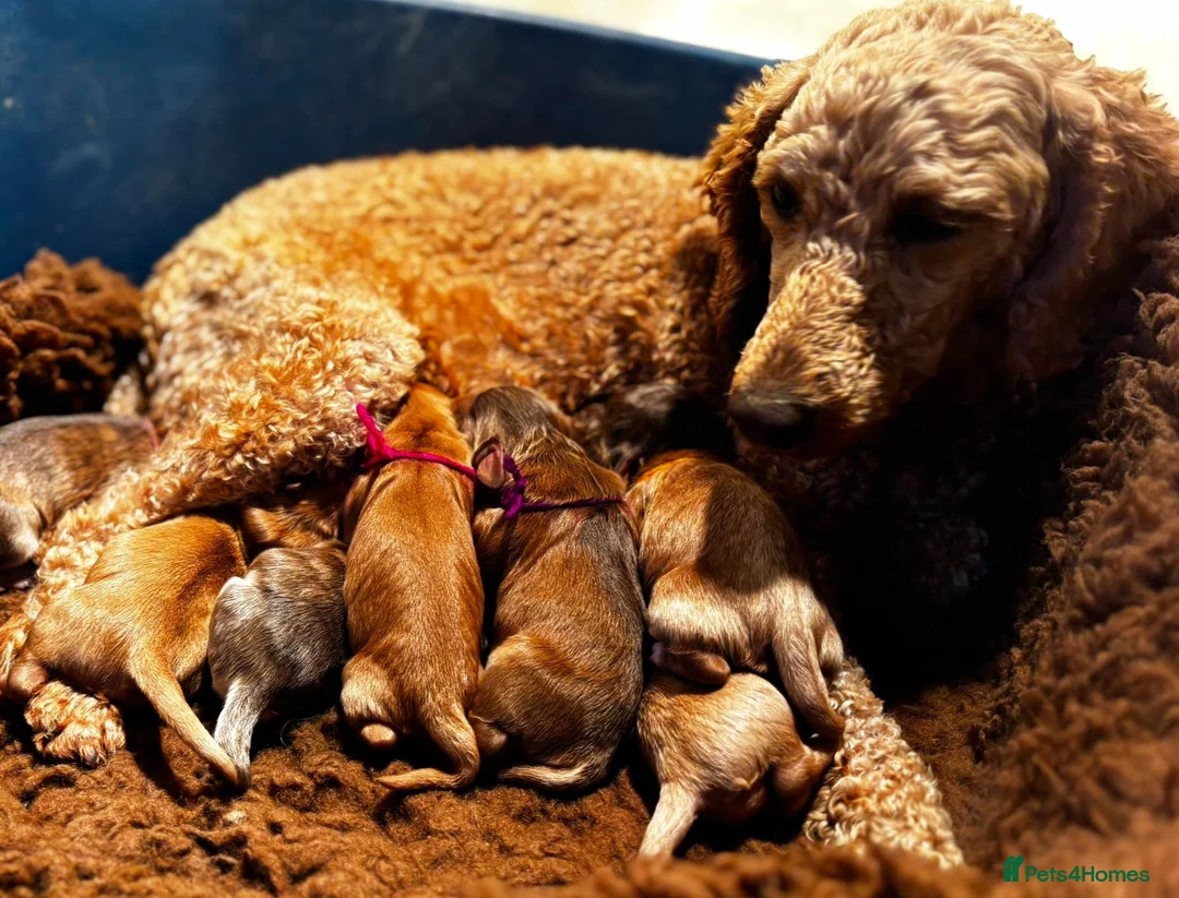 Miniature Poodle dogs for sale: Top Class KC Reg Miniature Poodle Girl  - Advert 7