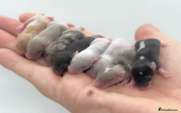 Mouse rodents for sale: baby fancy mice - please read the description.  - Image 1