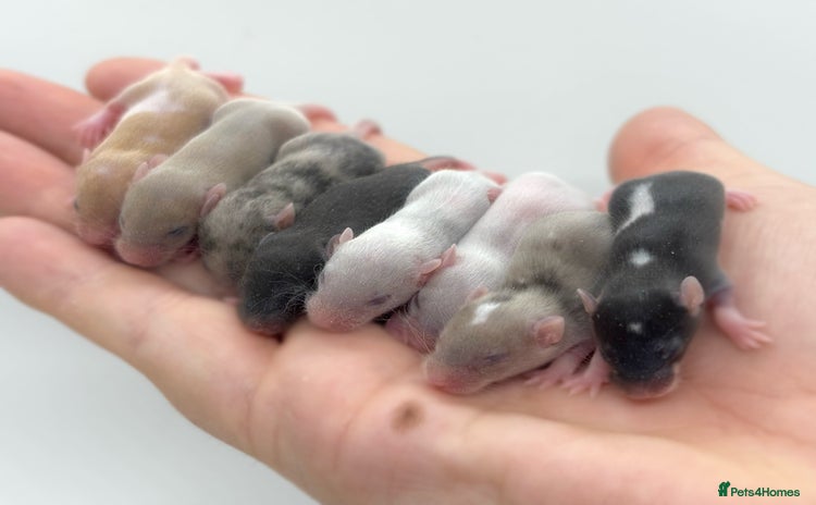 Mouse rodents - Advert 1