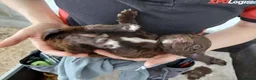 Sprocker dogs for sale: Sprocker pups for sale ( Springer x Cocker) - Advert 3