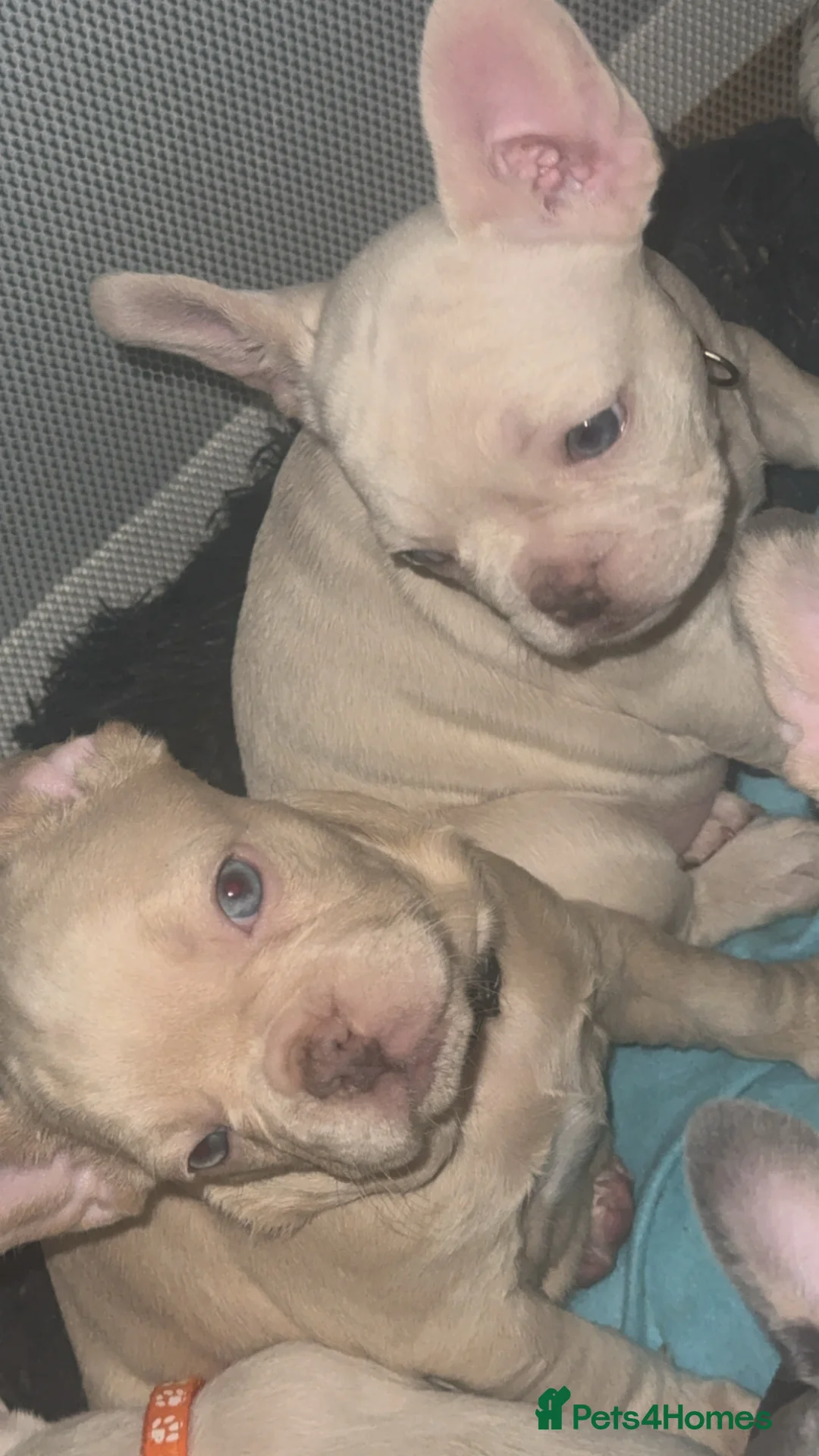 French Bulldog dogs for sale: Vaccine and Micro Chipped French Bulldog Puppies - Advert 17