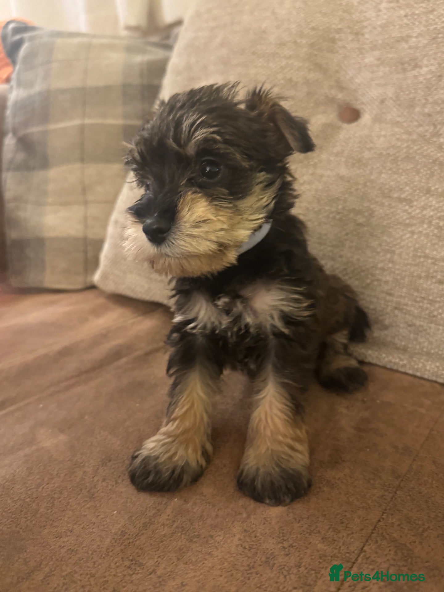Schnoodle dogs Miniature Schnoodles. Schnoodle Mum, Schnauzer Dad - Advert 1