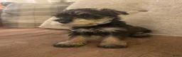 Schnoodle dogs for sale: Miniature Schnoodles. Schnoodle Mum, Schnauzer Dad - Advert 1