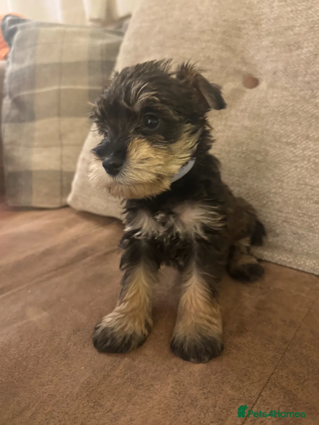 Schnoodle dogs for sale: Miniature Schnoodles. Schnoodle Mum, Schnauzer Dad - Advert 1