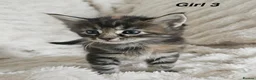 Maine Coon cats for sale: Maine coon kittens ready to reserve  - Advert 12