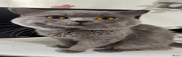 British Shorthair cats for sale: Beautiful Full British Shorthair Kittens🐱 in London - Advert 7